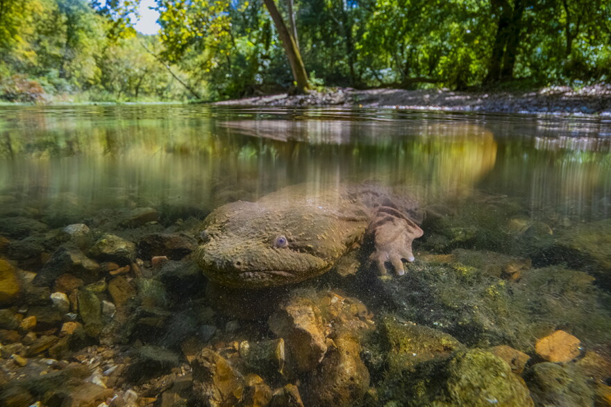 The federally endangered eastern hellbender is Missouri's largest salamander. As vital indicators of aquatic ecosystem health, their decline signals an urgent need for conservation. "I had just enough time to capture three images, one of which I shot with the lens slightly tilted above the waterline, creating a split image showing both the underwater scene and the habitat above," Noppadol Paothong said.