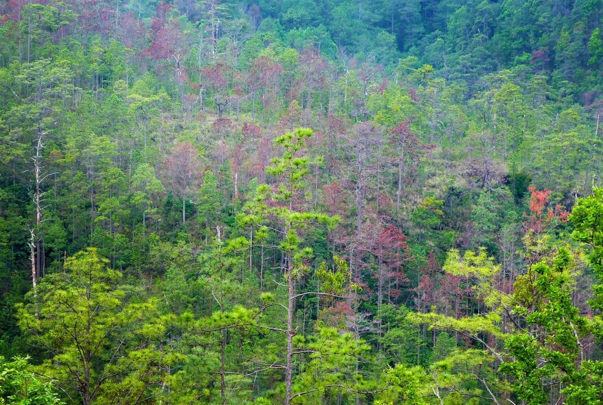 The mountains of Opatoro county have been devastated by the southern pine beetle, leaving swaths of dead, rust-colored trees. In all, a million acres have been destroyed. (Karyn Miller-Medzon/Here & Now)