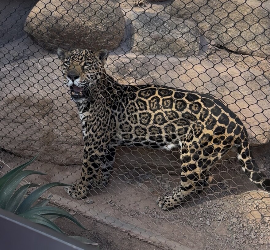 A jaguar at the Phoenix Zoo