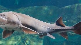 lake sturgeon