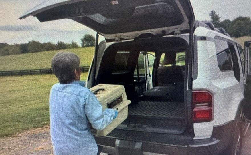 Diane loads crates with kittens.
