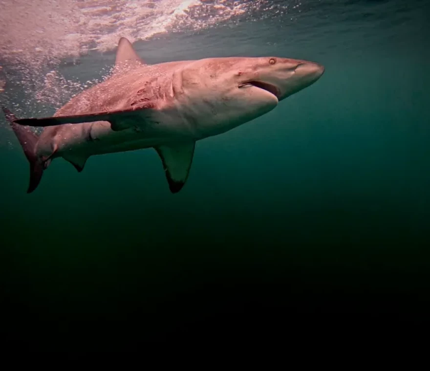 A blacktip shark lurks just beneath the waves off the coast of Rhode Island.