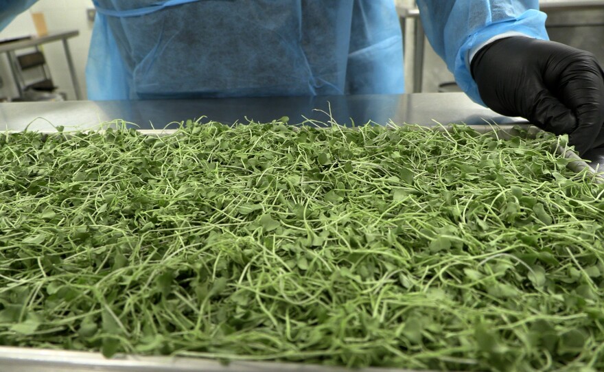 Broccoli microgreens are freeze dried and turned into powder for enhanced shelf life and convenience.