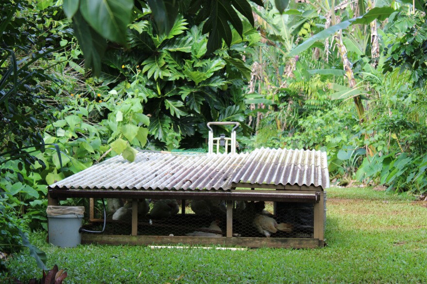 Common Ground Kauaʻi's mobile chicken coops fertilize nearby tree with their  manure.
