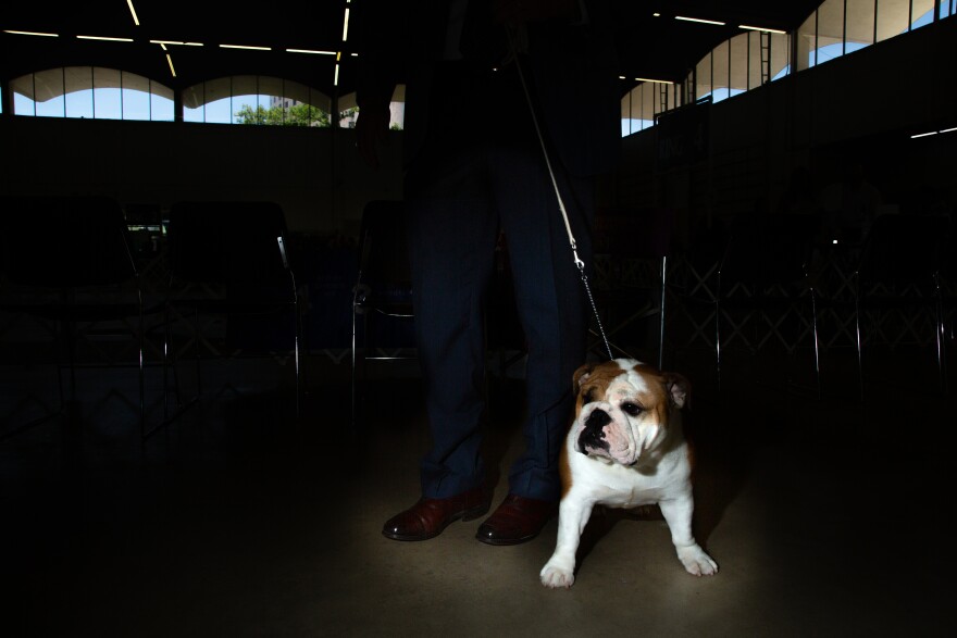 An English Bulldog waits outside of the arena during the Lone Star State Classic Dog Show in Dallas, Texas.