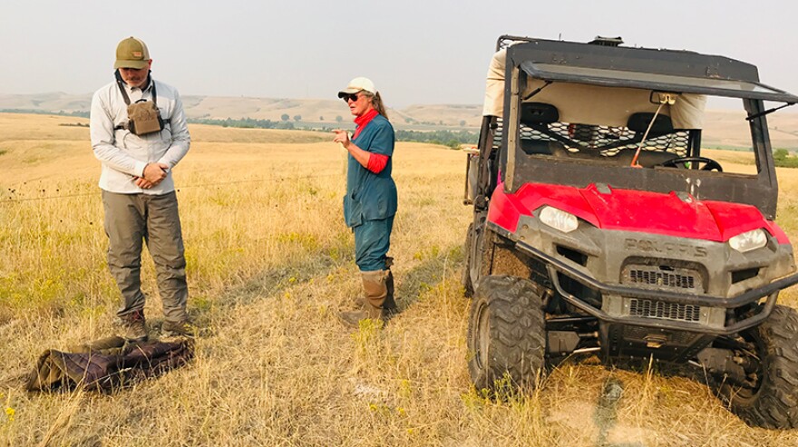 Rancher Mickey Steward looks at grasses with Montana Audubon’s Christian Meny at Seacross Ranch in Lodge Grass