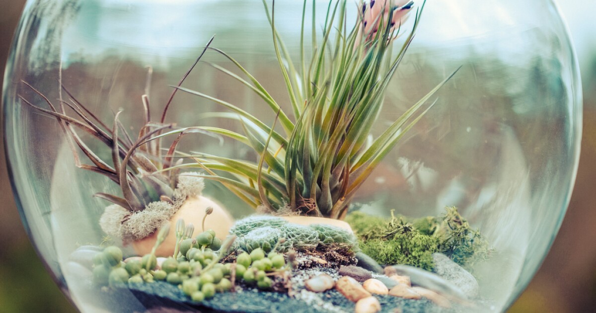 Connecticut Garden Journal Make Your Own Terrarium Connecticut Public