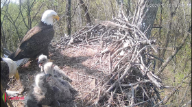 Three baby bald eagles and their parents sit in a nest in this screengrab from Cardinal Land Conservancy's livestream.