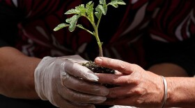 Social distancing? Take the opportunity to get started on spring gardening with tips from a garden consultant. (Justin Sullivan/Getty Images)