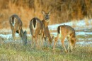 Chronic Wasting Disease is a fatal neurological disease that has been slowing spreading in Michigan's deer.
