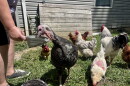 A woman holds out a scoop with sunflower feeds while a turkey pecks at the food. In the background, several large and small chickens look for seeds.