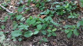 Wintercreeper in east central Springfield, Mo. on July 16, 2025.
