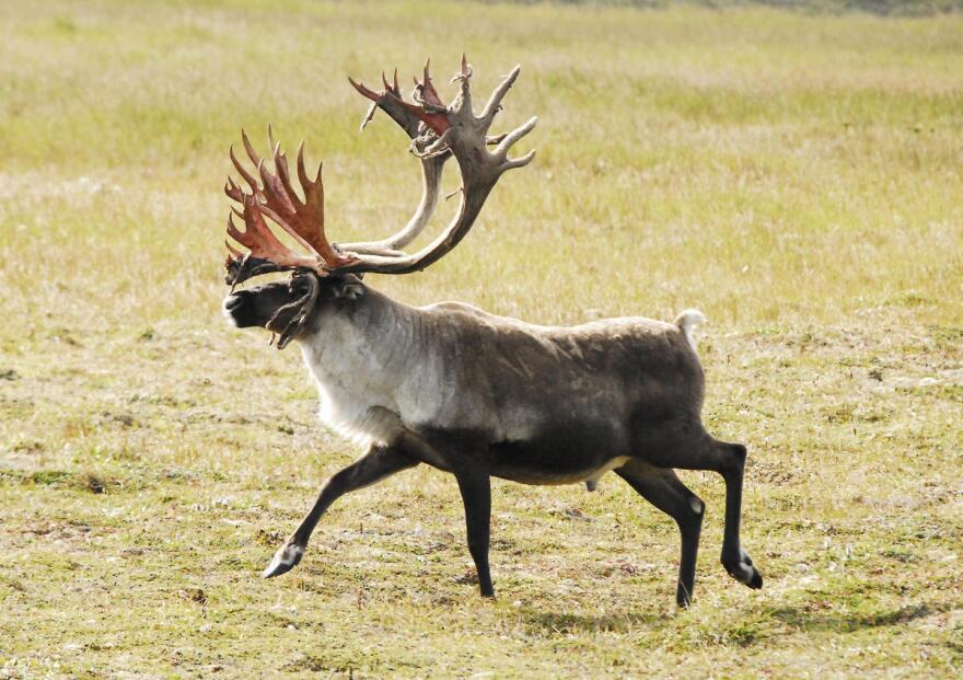 Multchatna Caribou Hunt Closed For 21 22 Season Multchatna Caribou Hunt Closed For 21 22 Season