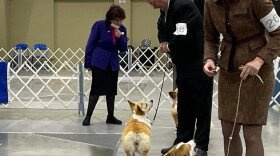A judge looks over Pembroke Welsh corgis at the Spokane Kennel Club dog show, May 29, 2022.