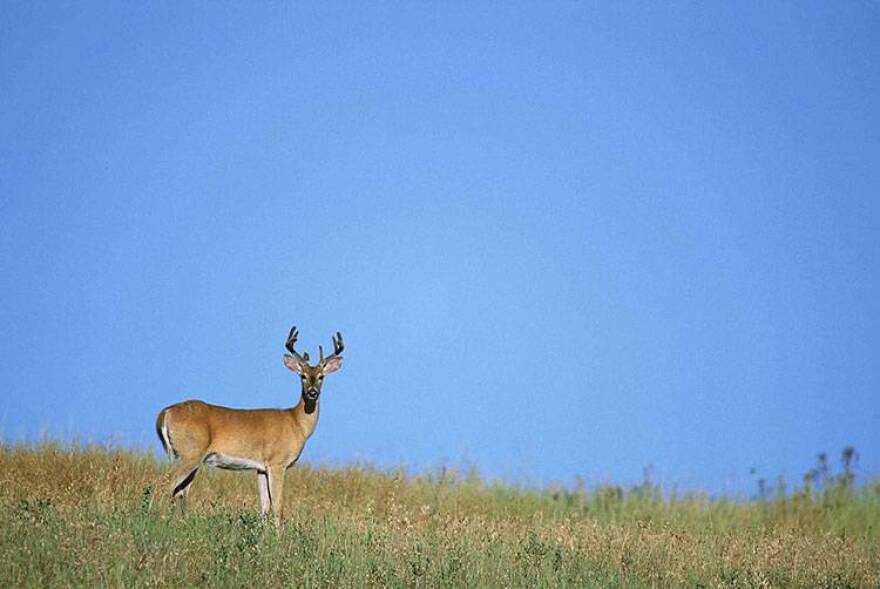 A new law allowing Indiana hunters to use high-powered rifles is drawing concerns about safety and the future of the state's deer herd.