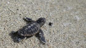 A loggerhead sea turtle hatchling makes its way into the ocean along Haulover Beach in Miami. (Lynne Sladky/AP)