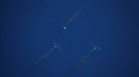 Three bowhead whales swim in the Beaufort Sea in July, 2019. (Photo by Kate Pagan / National Marine Fisheries Service)