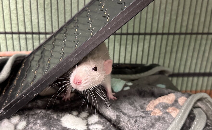 Various rats in cages, woman overseeing their care. 