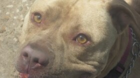 Nacho is currenlty available for adoption