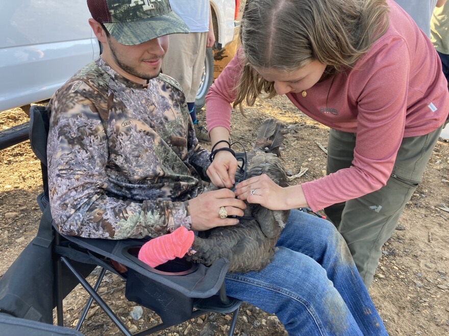 M.S. Student Nicolle De Filippo attaches a backpack-style transmitter to a hen turkey.