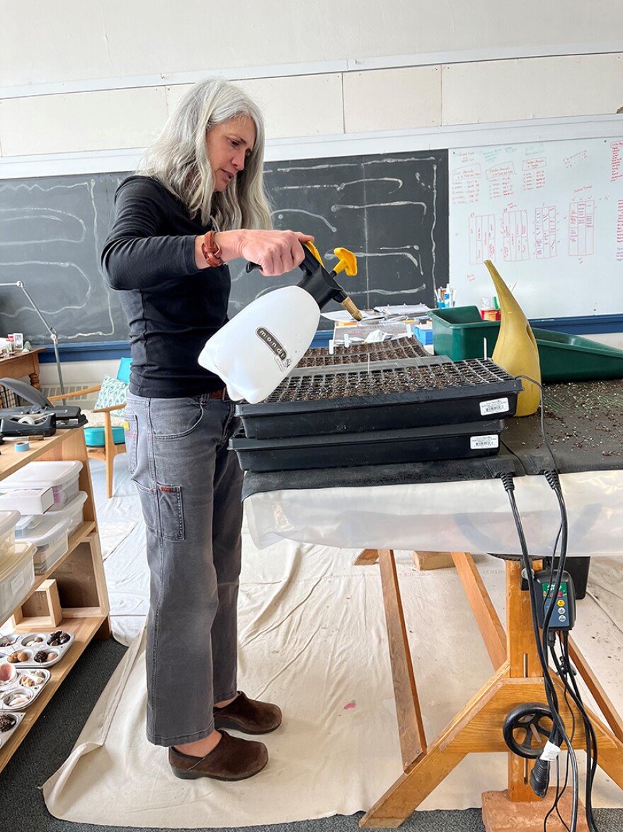 Flower farmer Sara Johnson sprays her newly planted seeds at her growing studio at the Roosevelt Center in Red Lodge