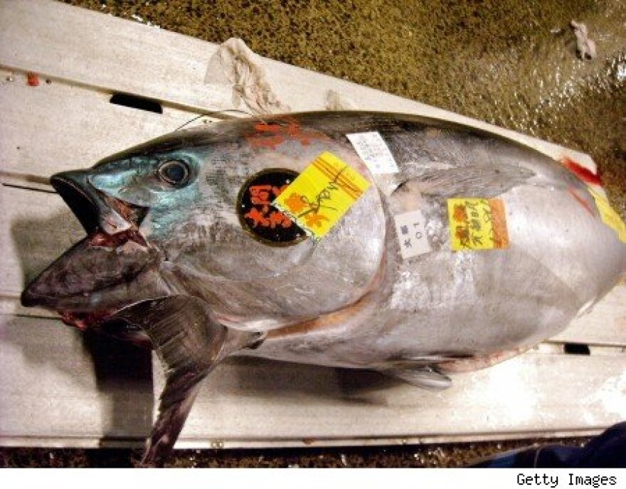 A 282-pound Japanese bluefin tuna.