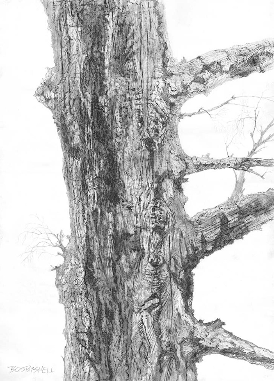 One of Wil Bosbyshell's tree drawings. It's a black and white section of a large tree.