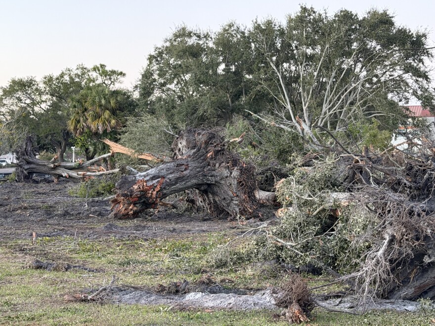 tree trunks snapped in half lying on their sides with roots and branches everywhere
