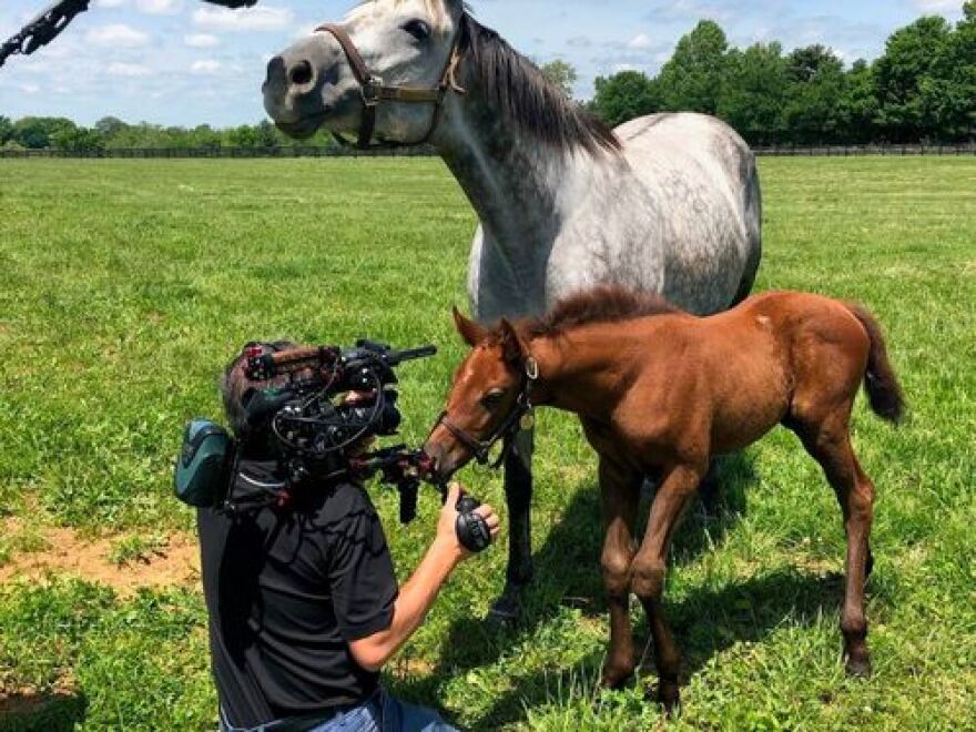 A camera operator with Wrigley Media Group, a full-service production and creative team based in Lexington, gets a closeup of a horse.