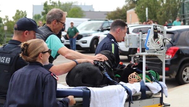 Veterinarians and Police officers push a stretcher toward the hospital door. On the stretcher lays a black Labrador.