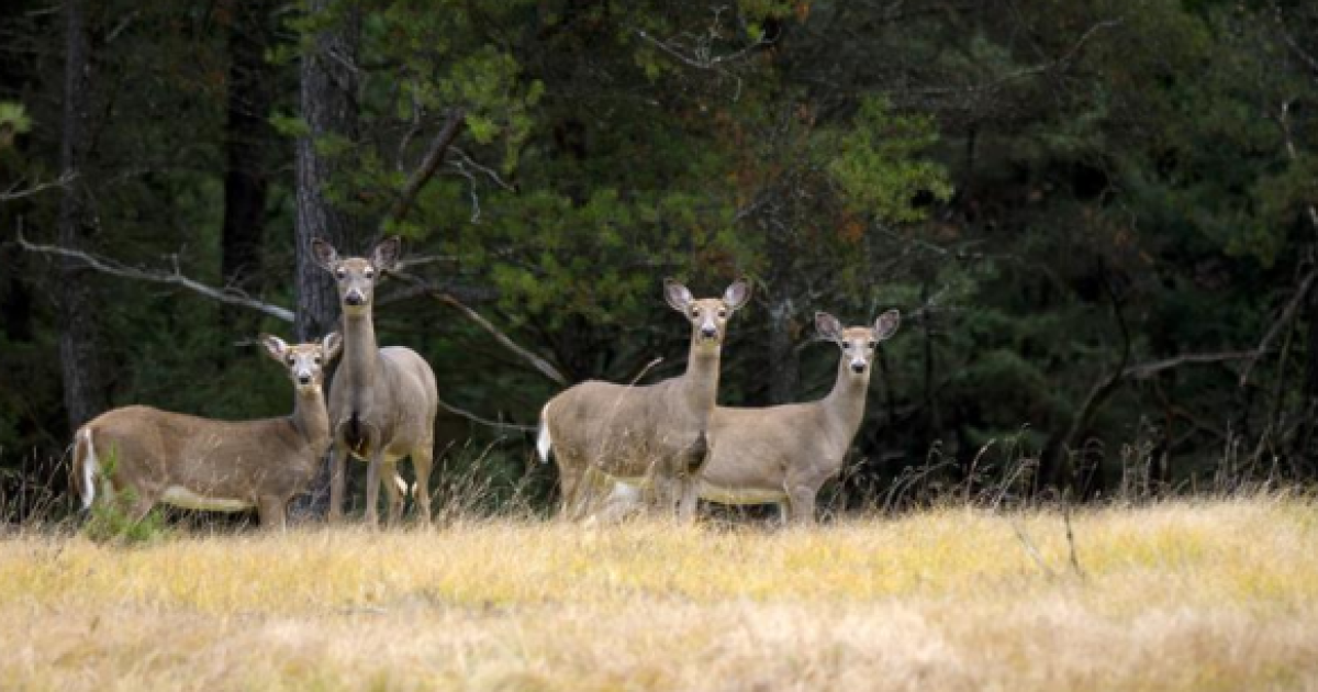 Deer overabundance in Michigan means more deer-car collisions, habitat damage