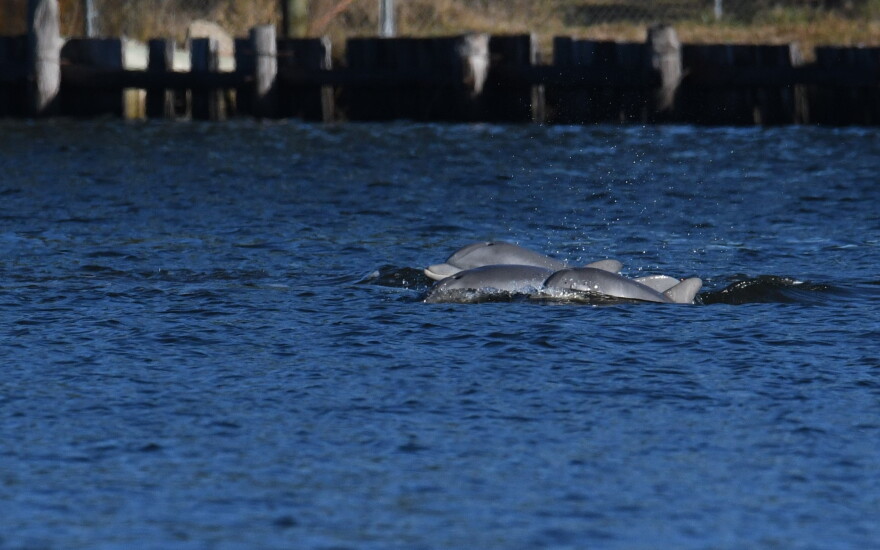 Dolphins in the Elizabeth River are a sign that the river is slowly recovering after decades of pollution.