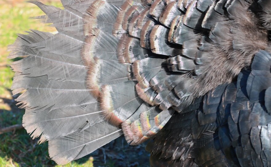 Next Thanksgiving, Go For the Gold... or the Kelly Bronze