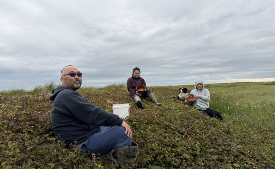 Burt Paul, Caley Paul, and Preston Evan pick salmonberries on a grassy slough off of the Kugkaktlik River near Kipnuk on Aug. 12, 2026.
