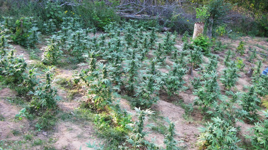 Marijuana plants in Culiacan, Sinaloa, in Mexico's marijuana heartland. Prices are about half of what they were a few years ago, according to some growers.