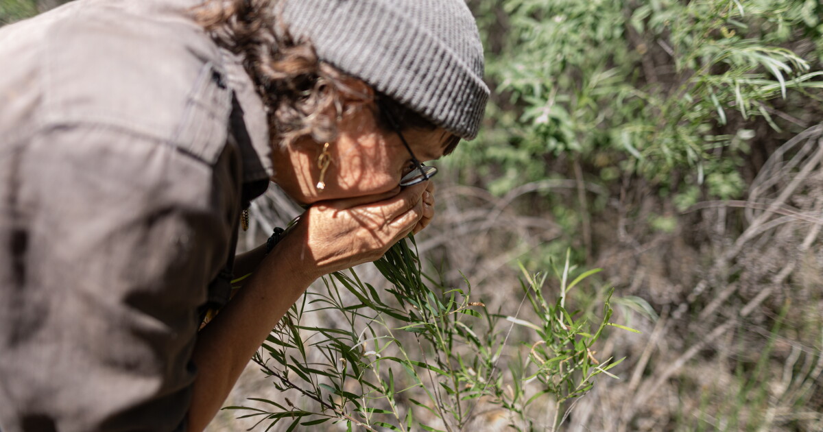 Global warming is killing biodiversity and our ability to smell