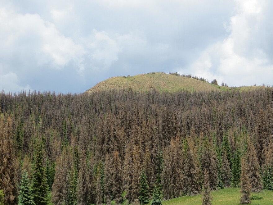 A large grove of pine trees, most of which are missing the majority of their needles. 
