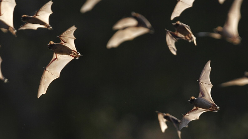 Several bats fly in the night sky.