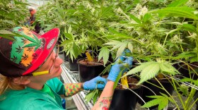 Dyllan Davault, a harvester at Robust Cannabis facility in Cuba, Mo., tends to greenhouse plants on May 2, 2023.