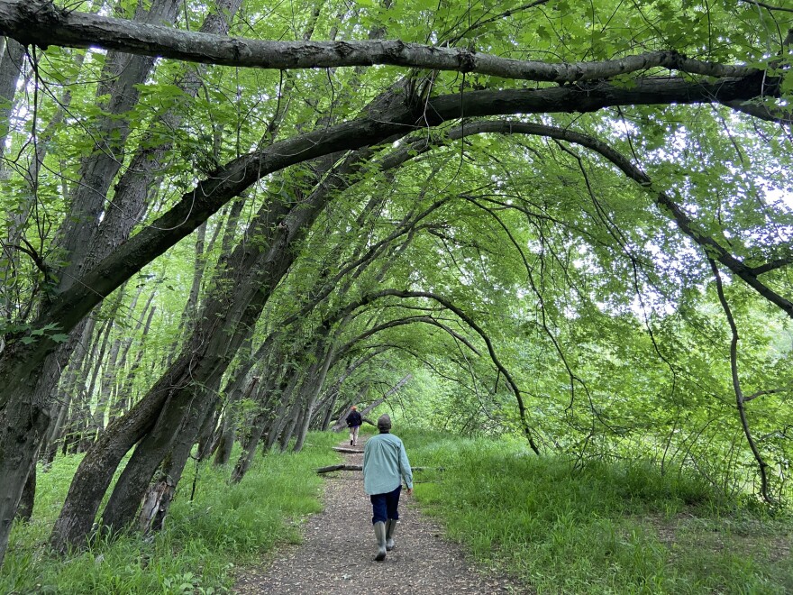 A man walks under overhanging trees.