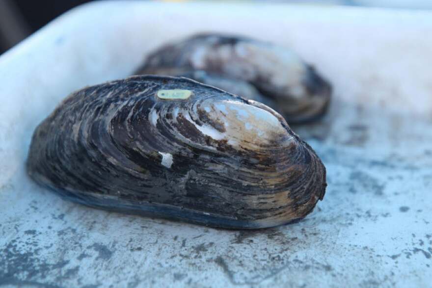 Texas hornshell mussel