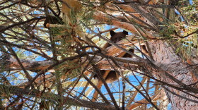 During fall, bears enter hyperphagia, the period where they prepare for winter