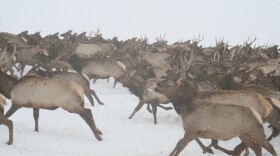 A herd of elk run through snow.