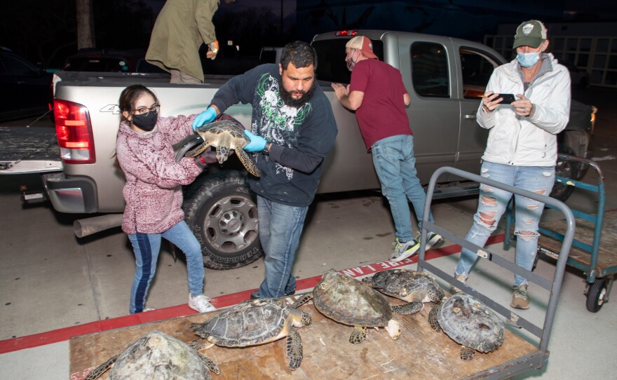 Volunteers bringing in many lethargic turtles.