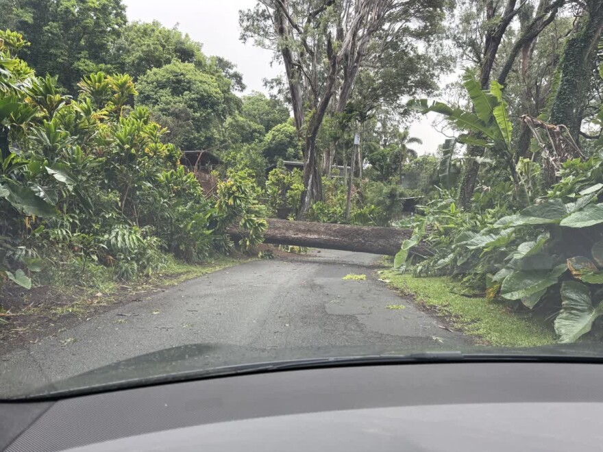 A large tree fell across Tantalus Drive on Oʻahu on Saturday morning.