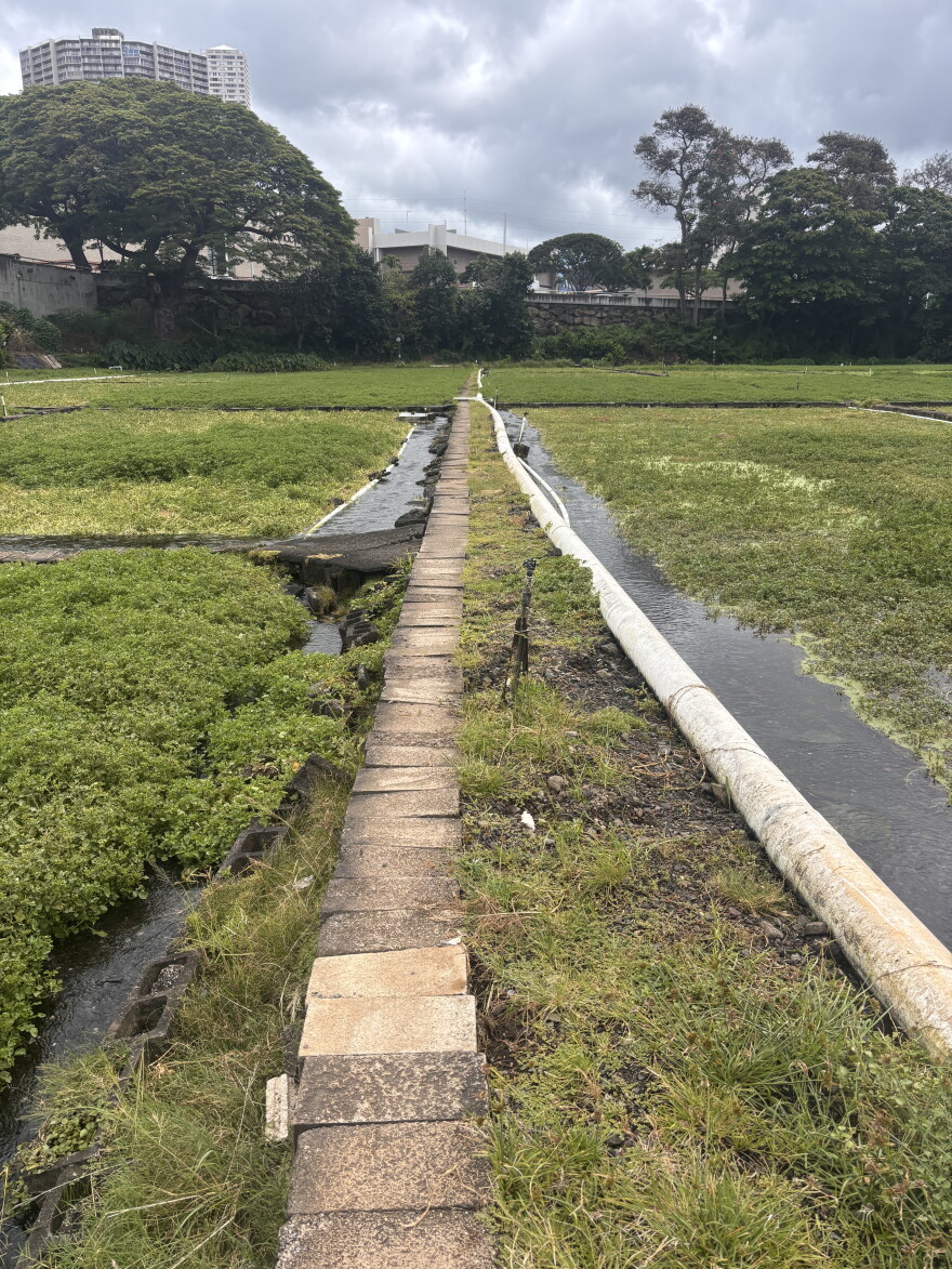 Sumida Farm field workers walk along brick paths throughout the patches.