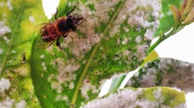 Honeybees are seen feeding on the honeydew of whiteflies in citrus trees. Traces of neonicotinoids, a family of pesticides, have shown up in honeydew, an important food source for other insects. CREDIT: Alejandro Tena