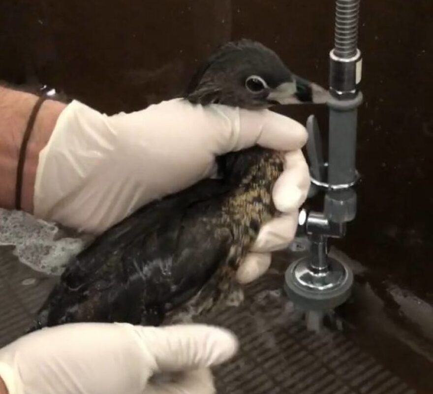 This pied-billed grebe died after landing in a pond of fracking waste