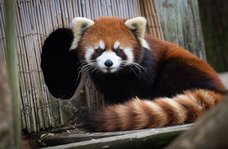 A red panda was discovered missing from her habitat at Columbus Zoo and Aquarium on Wednesday.