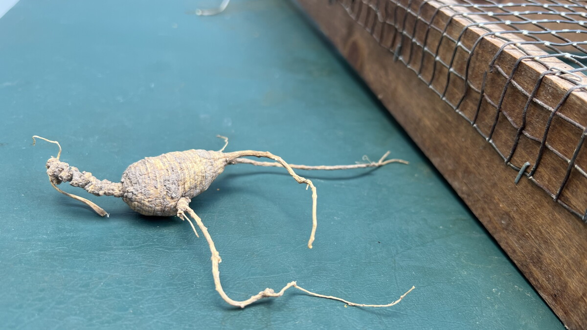 Ginseng in Ohio: ODNR investigates 'The Root of All Evil' - Vimarsana News